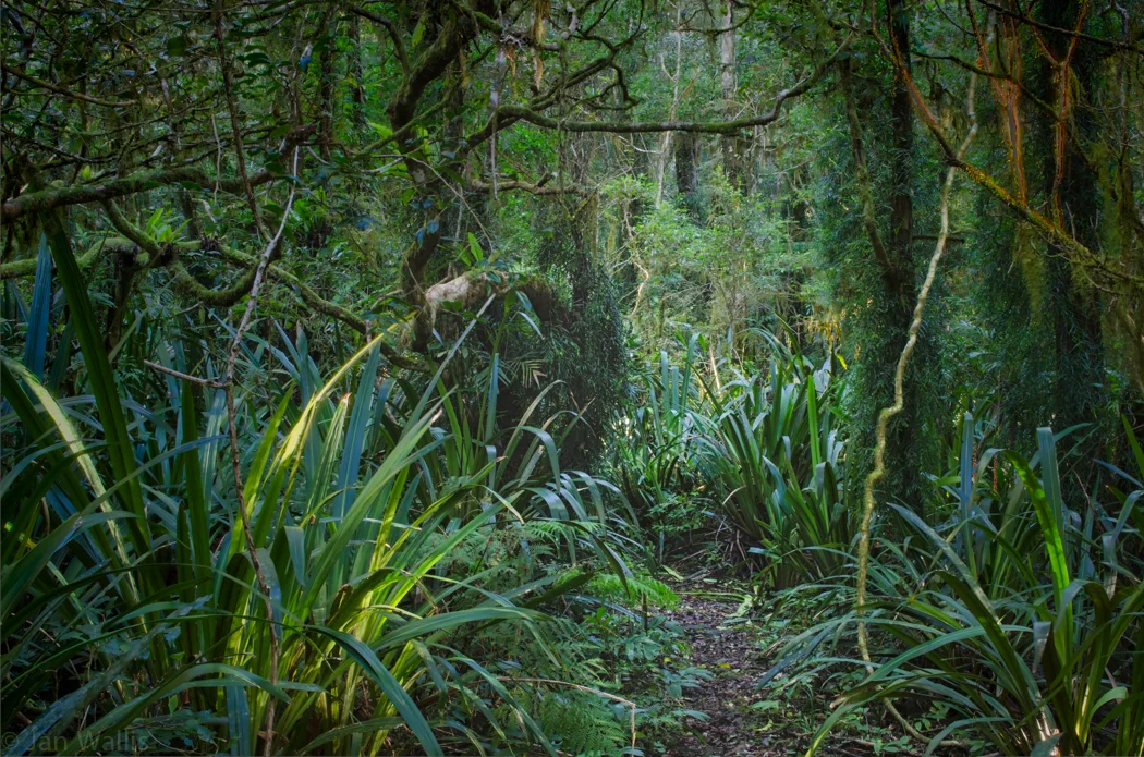 TRAIL WALK (AMENDED) SUNDAY 13 SEPTEMBER 