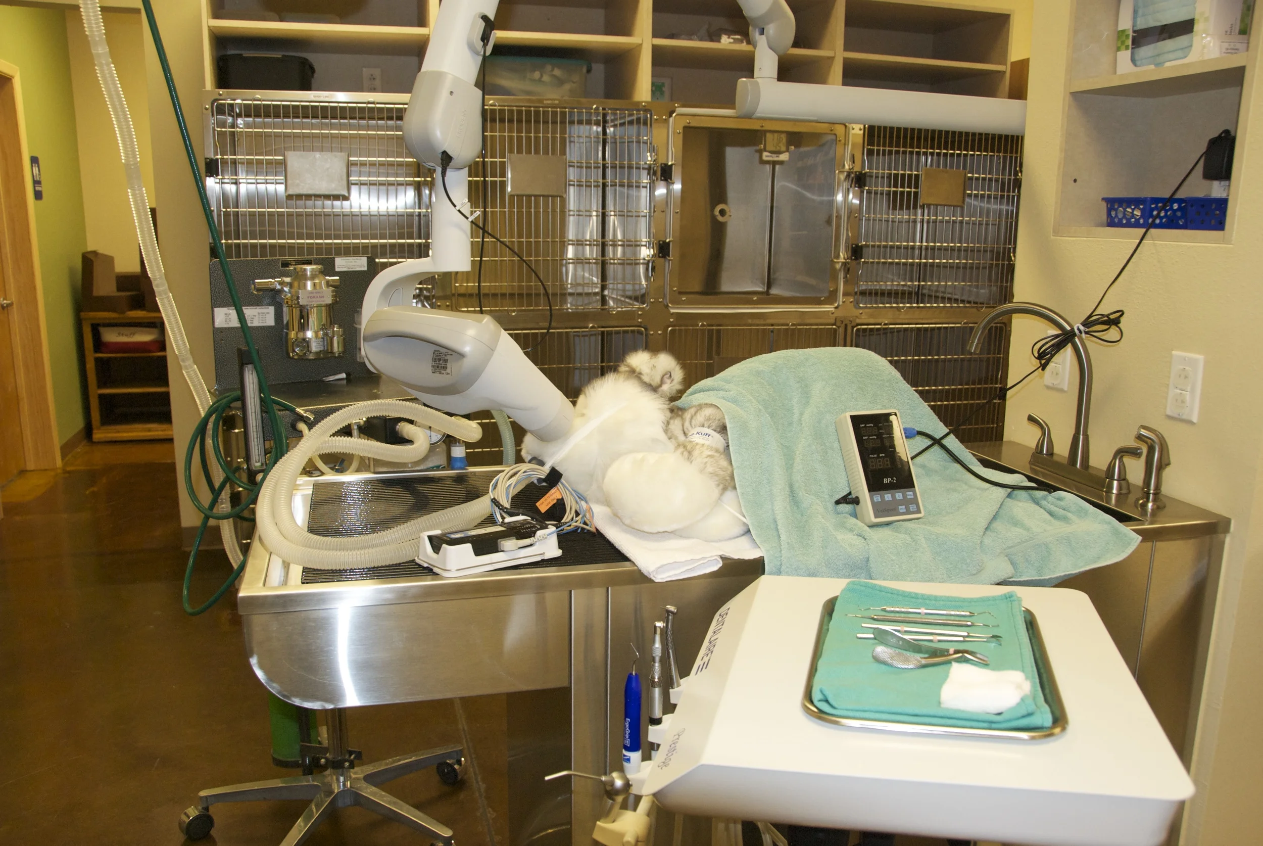 Dental