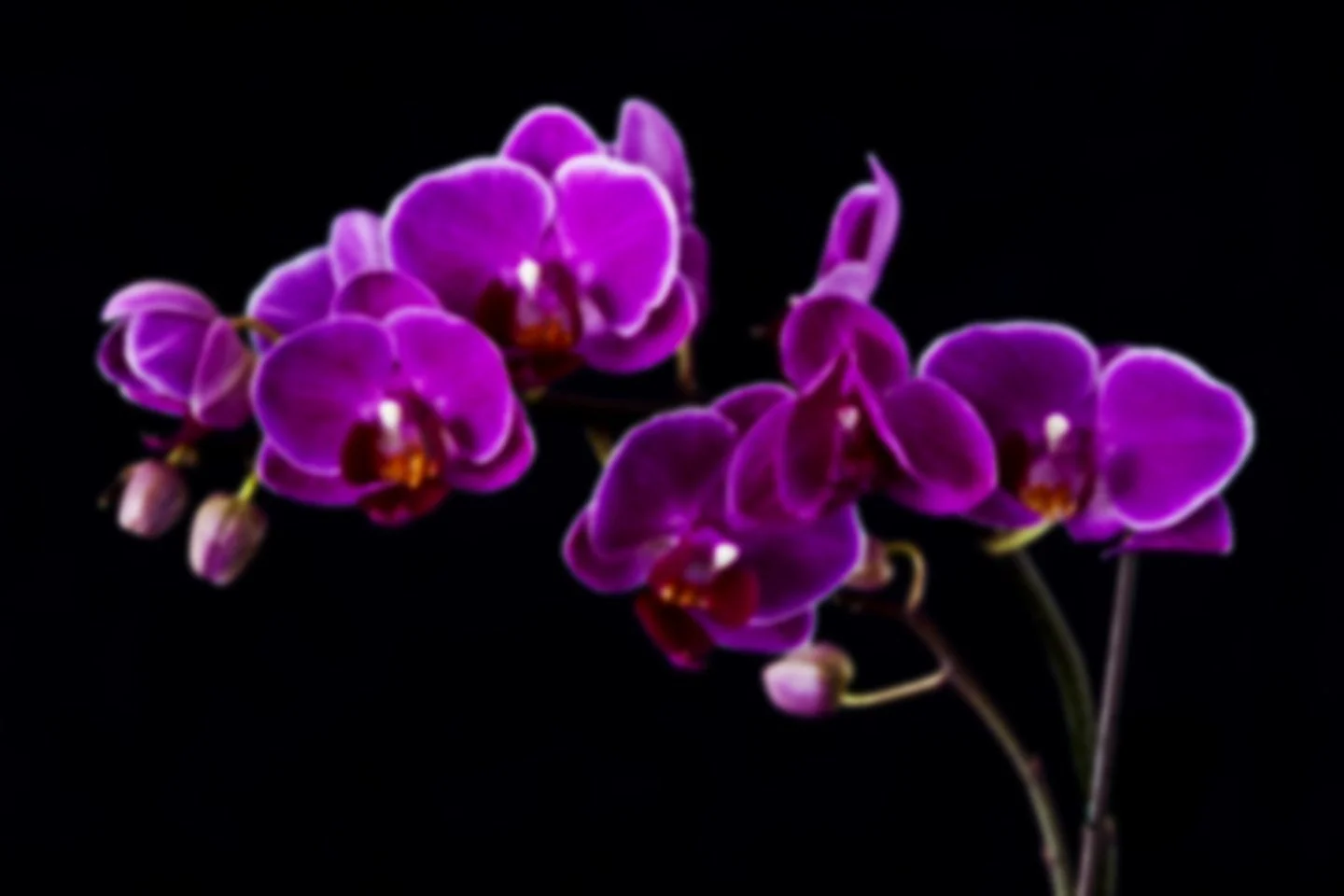 Purple-Orchid-Flower-Images.jpg