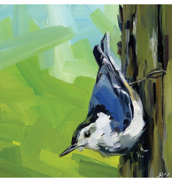 Alyssa Watters - white breasted nuthatch 2014.jpg