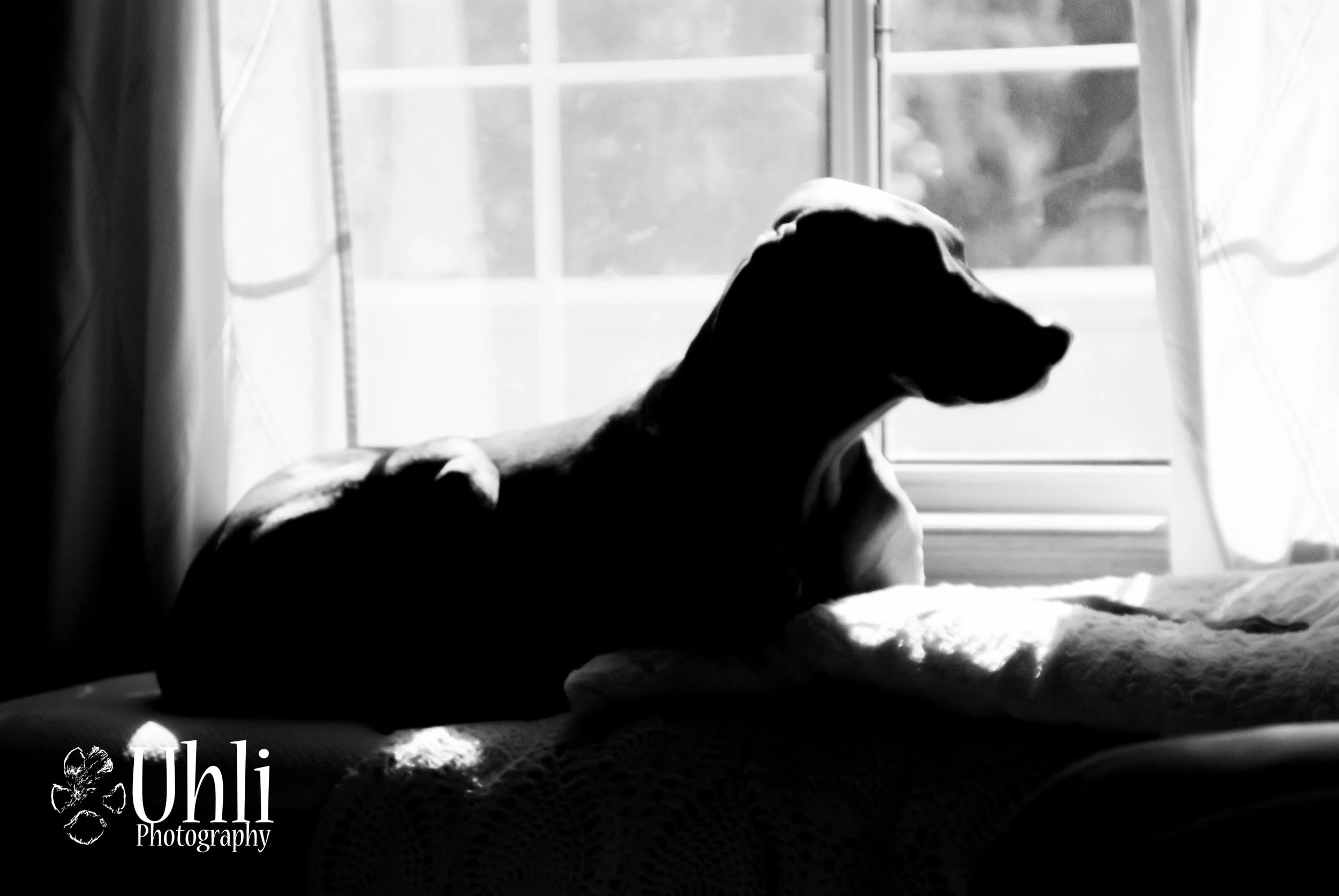 6.1.13 - Killian by the window, his favorite place for soaking up the sun. 
