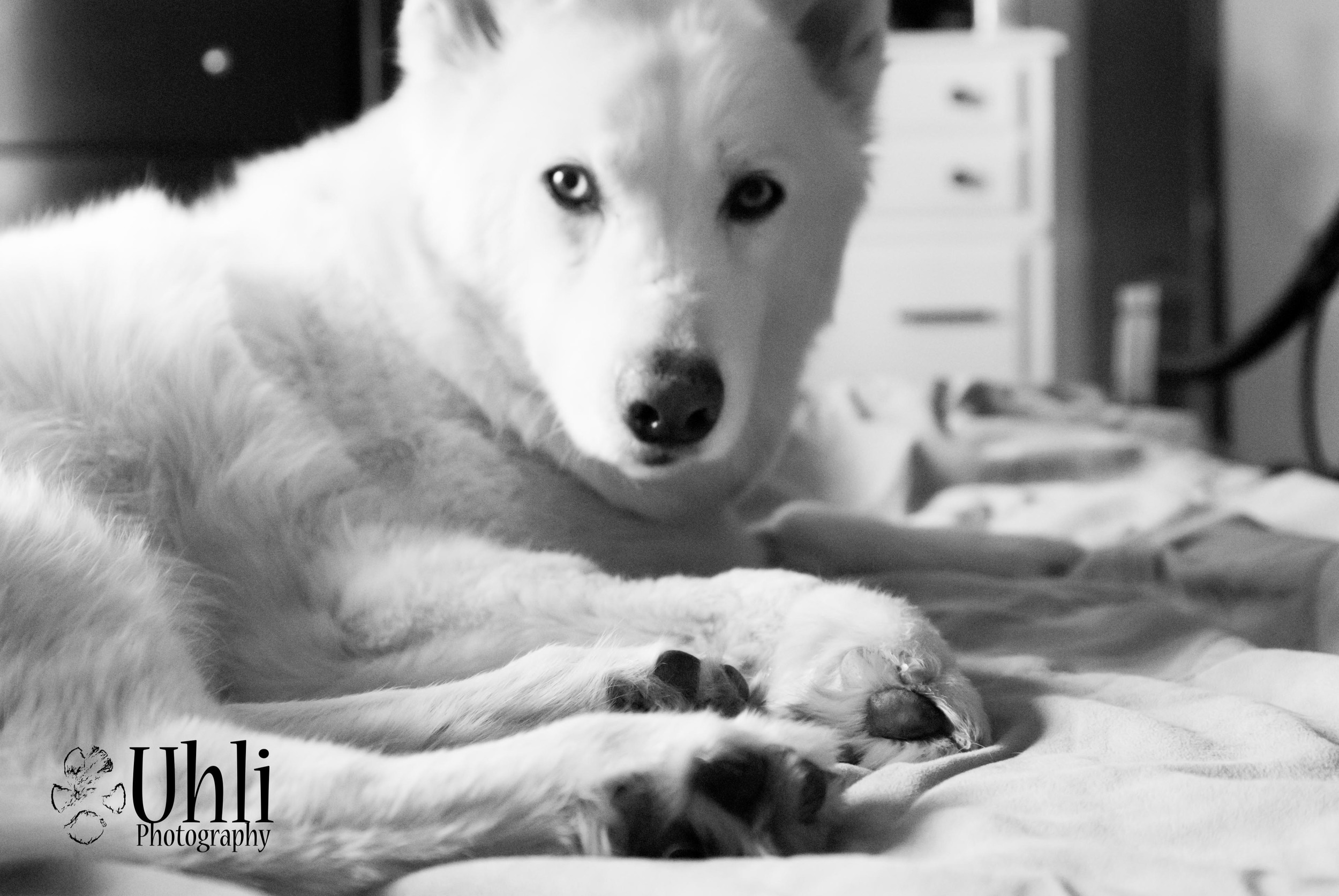 6.3.13 - My beautiful Kane, love his furry paws!