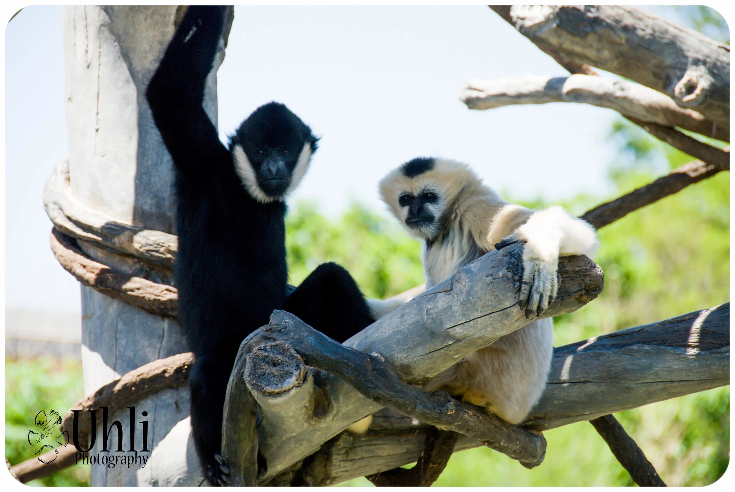 6.9.13 - Zoo Venture, Monkeys!