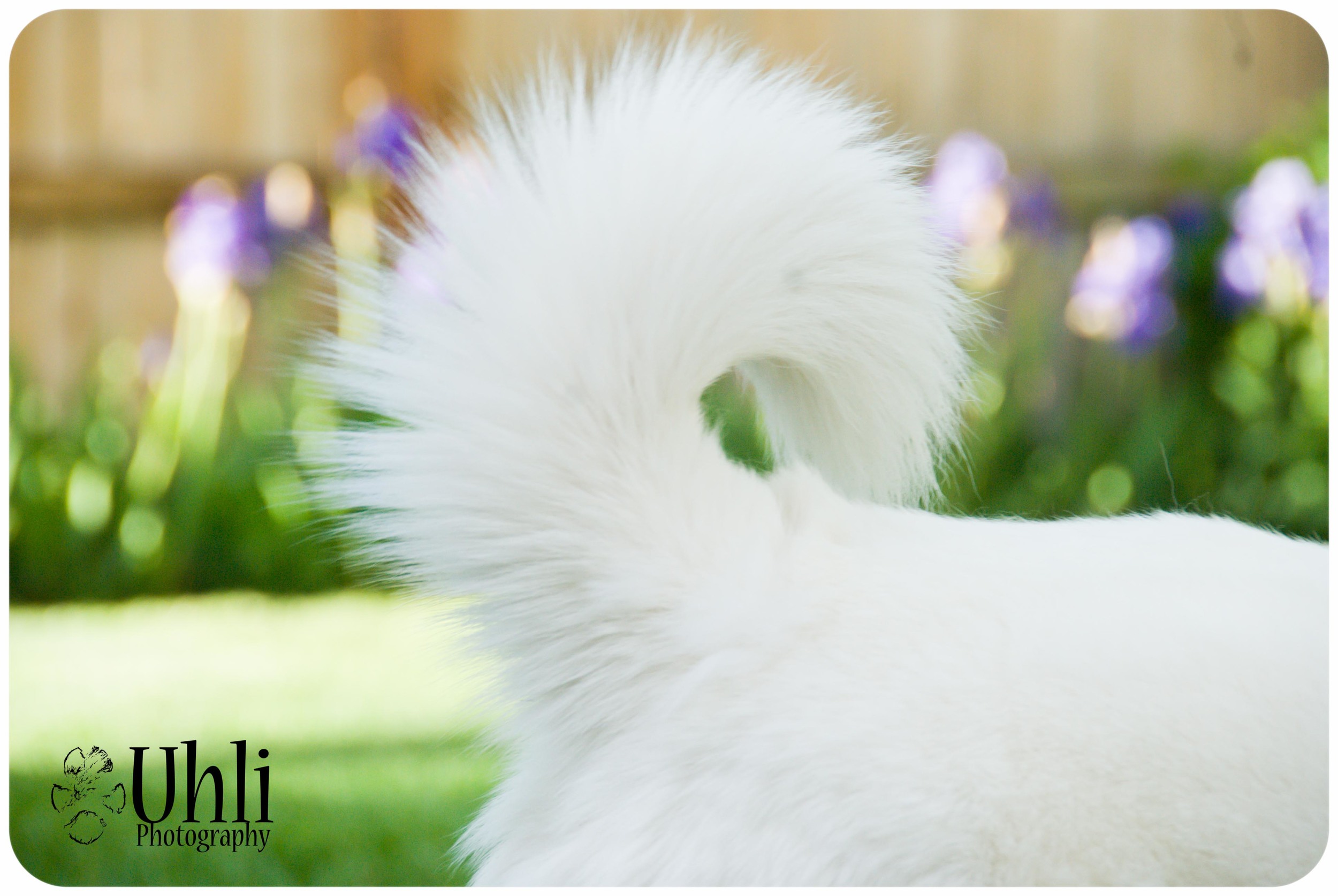 6.10.13 - Kane's curly tail, So loveable!