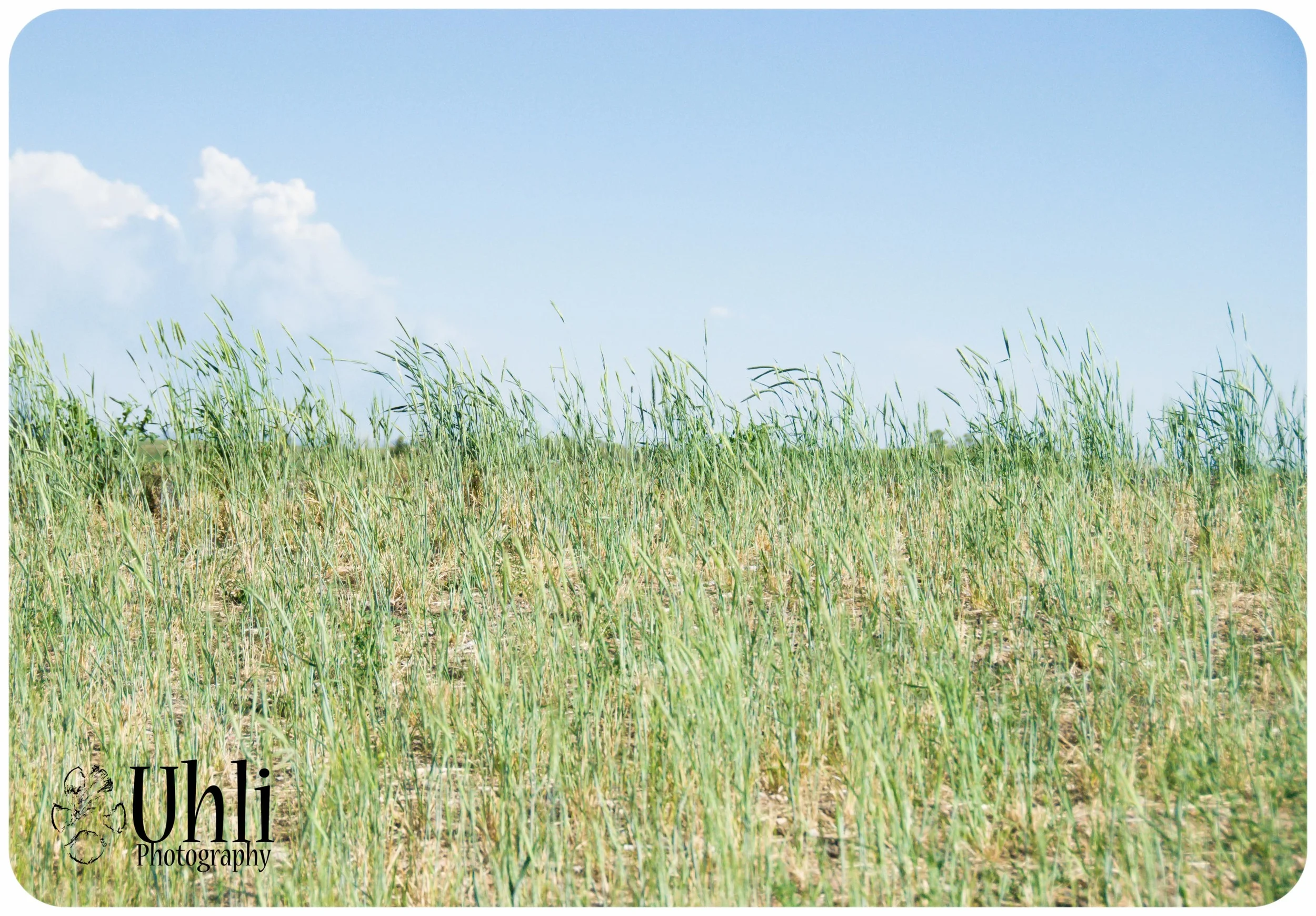 6.11.13 - Grass, Wind, Blue Sky - I love Colorado