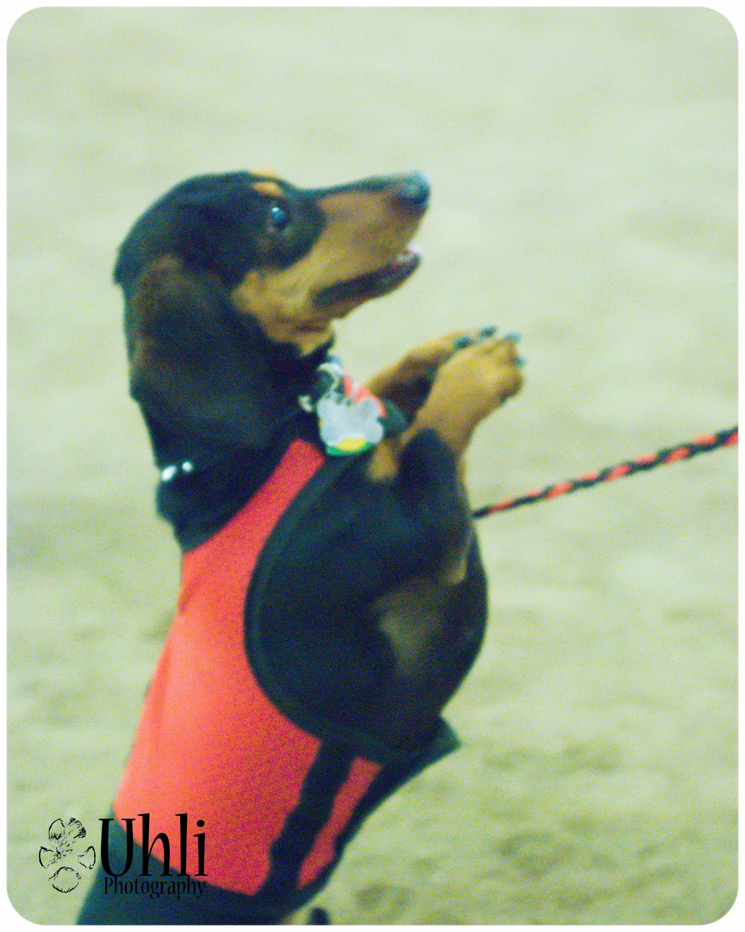 6.15.13 - Spent the day at the Dachsie Palooza, it was so much fun!
