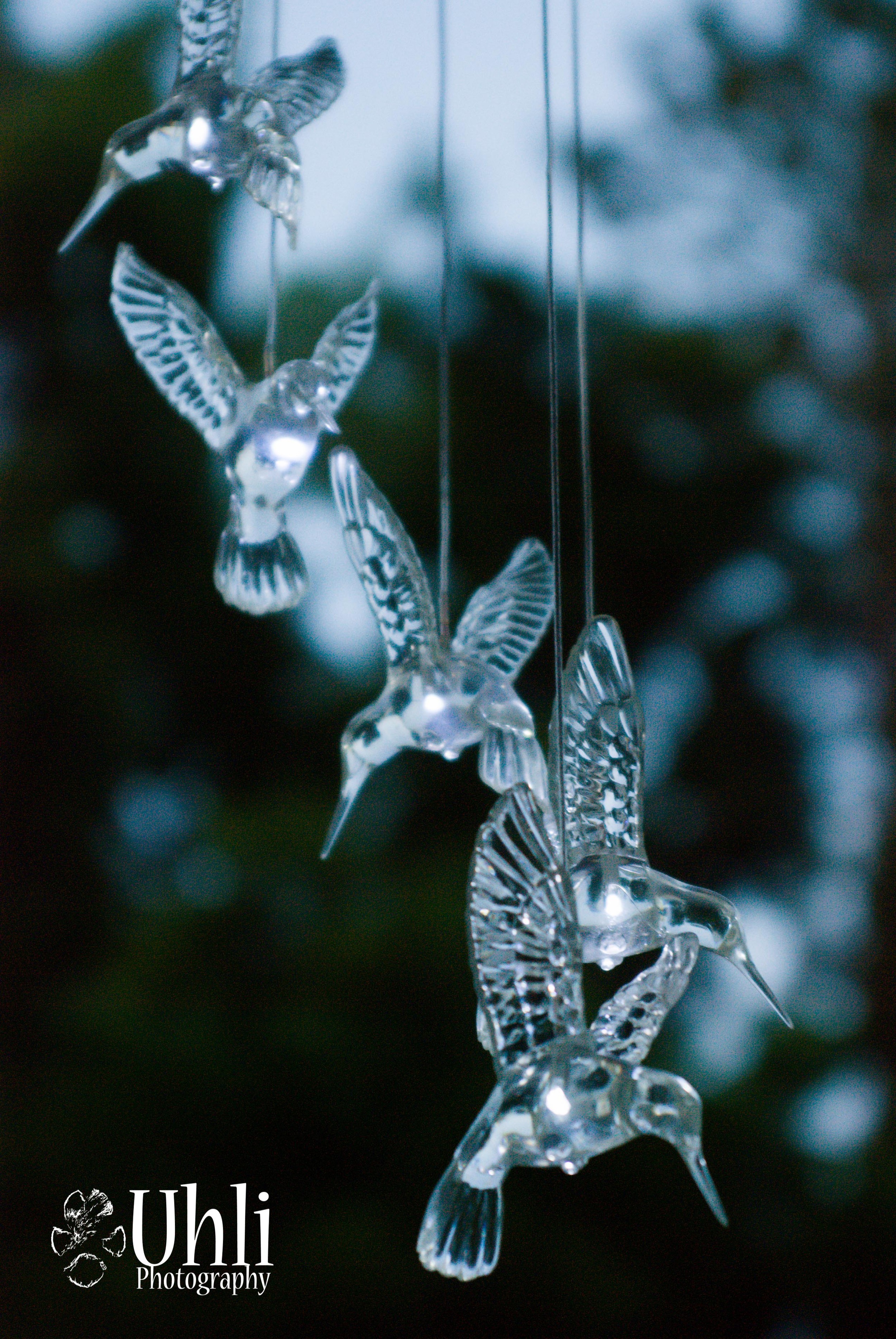 6.16.13 - Hummingbird Lights
