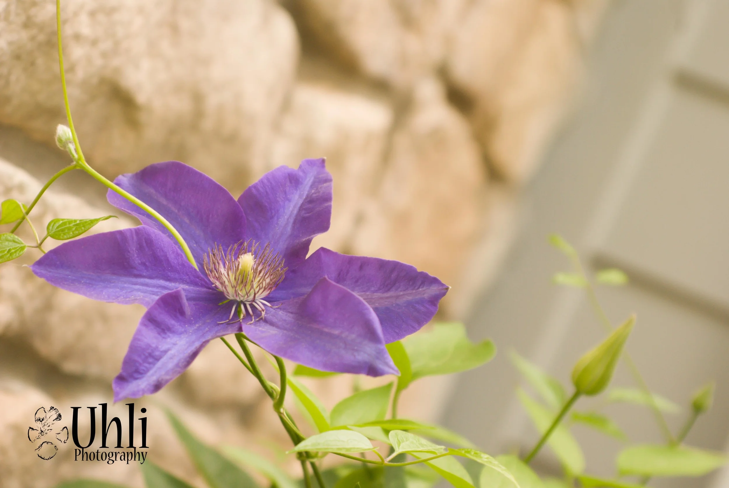 6.16.13 - Pretty Flower...if only I had a green thumb