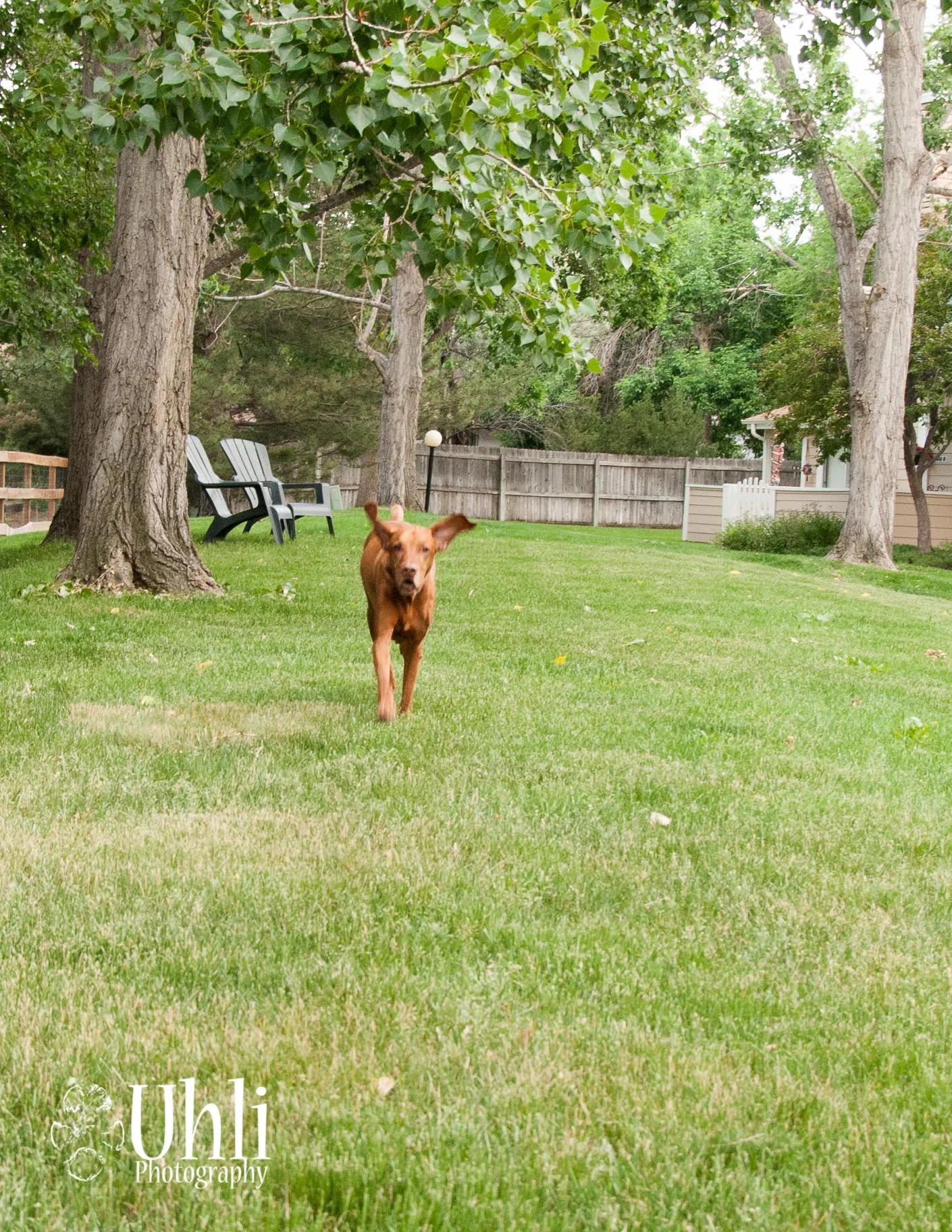 6.19.13 - Can't miss those ears!