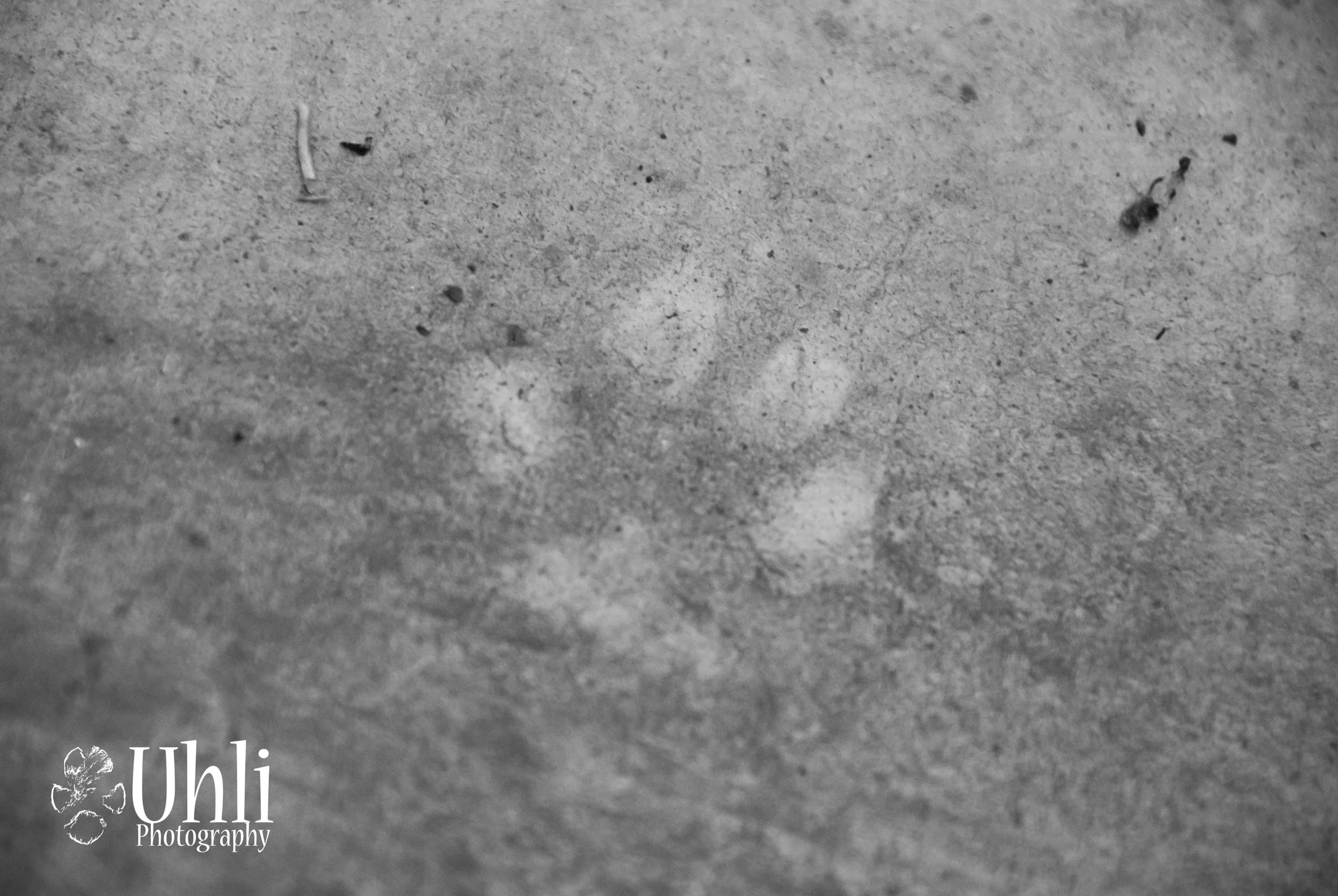 6.20.13 - Paw print
