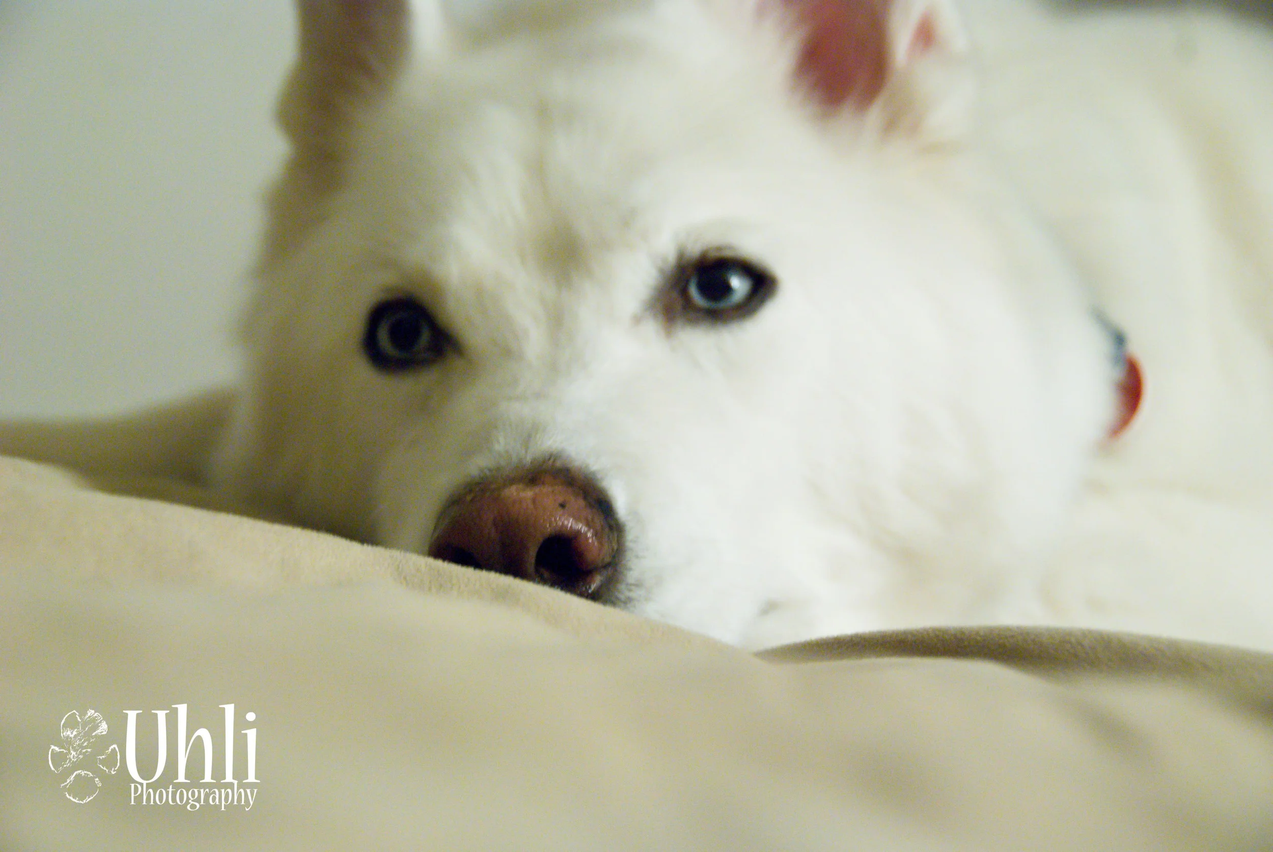 6.21.13 - Lazy Pup