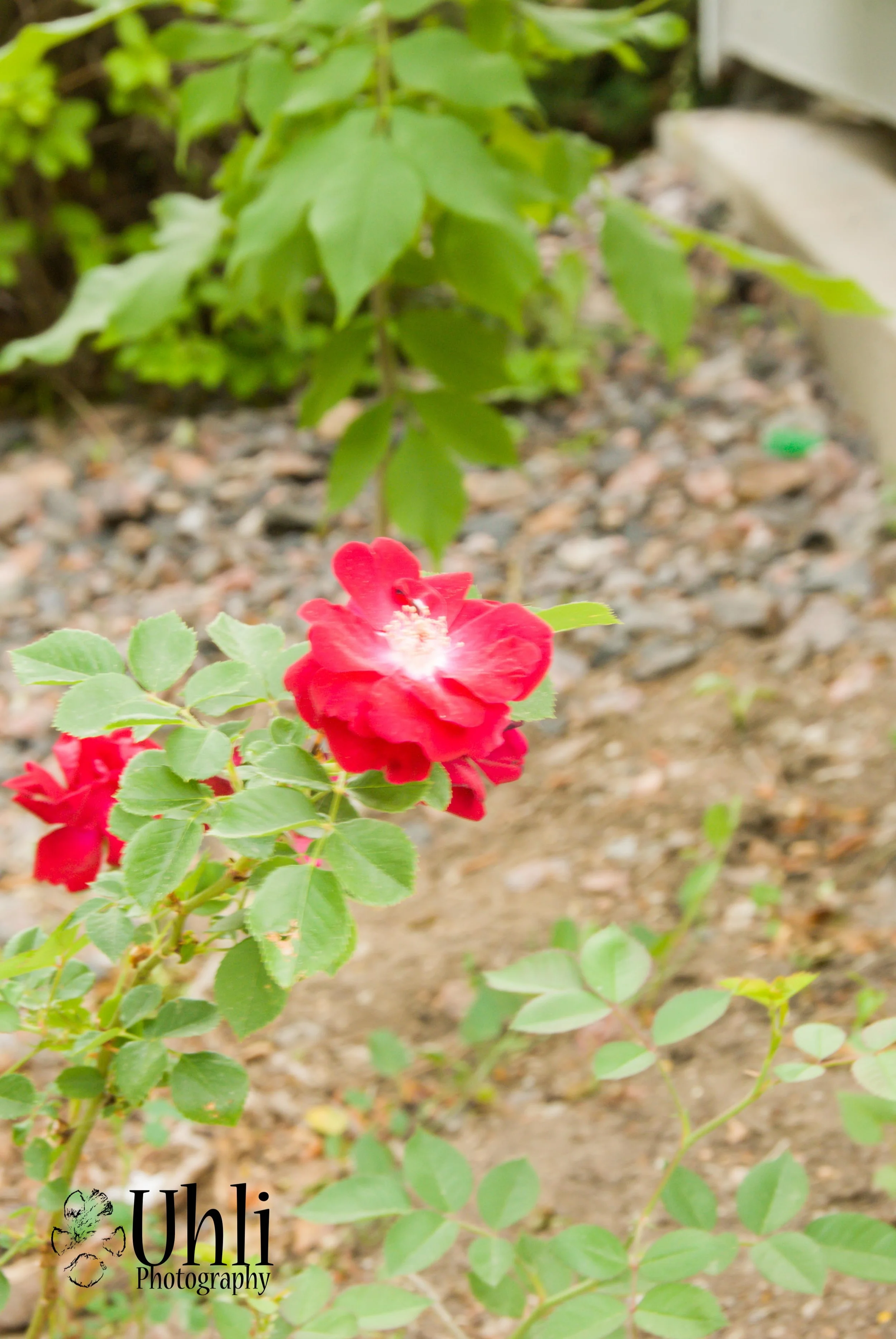 6.22.13 - Another splash of color