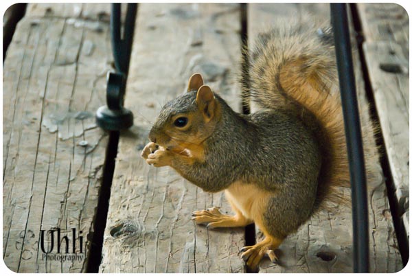 7.11.13 - SQUIRREL! He wouldn't leave us alone at dinner...