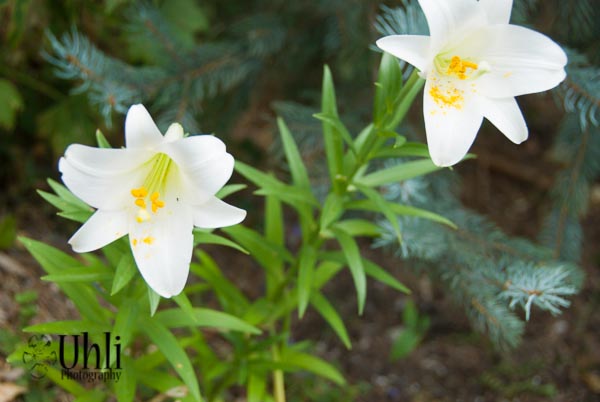 7.15.13 - Lots of pretty flowers lately, I blame all the rain :)