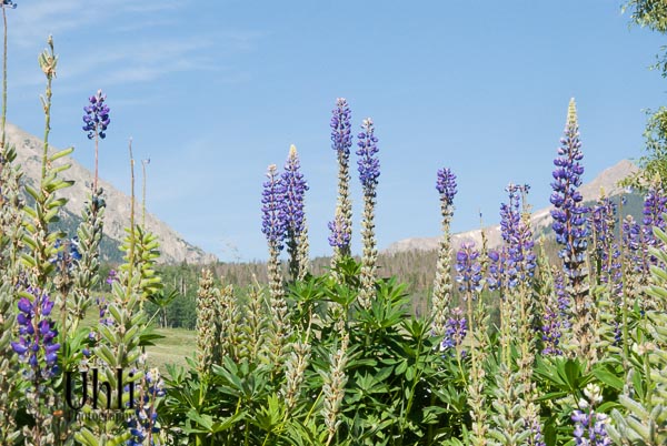 7.21.13 - SIlverthorne, CO