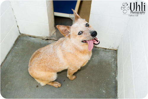 Denkai Animal Sanctuary 2011 (Adopted!)