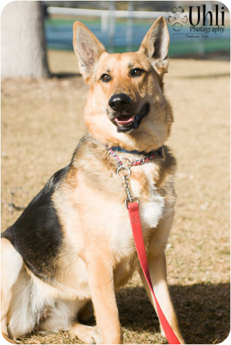 German Shepherd Rescue of the Rockies 2014