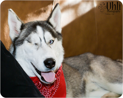 Vanilla, Mile High Husky Rescue 2014 (Adopted!)
