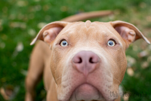 pitbull_puppy_young_amber_eyes.jpg