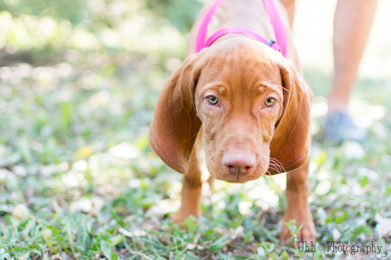 Vizsla_puppy_ears.jpg