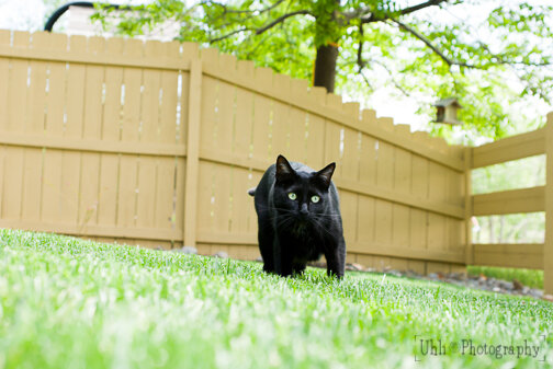 black_cat_yard.jpg