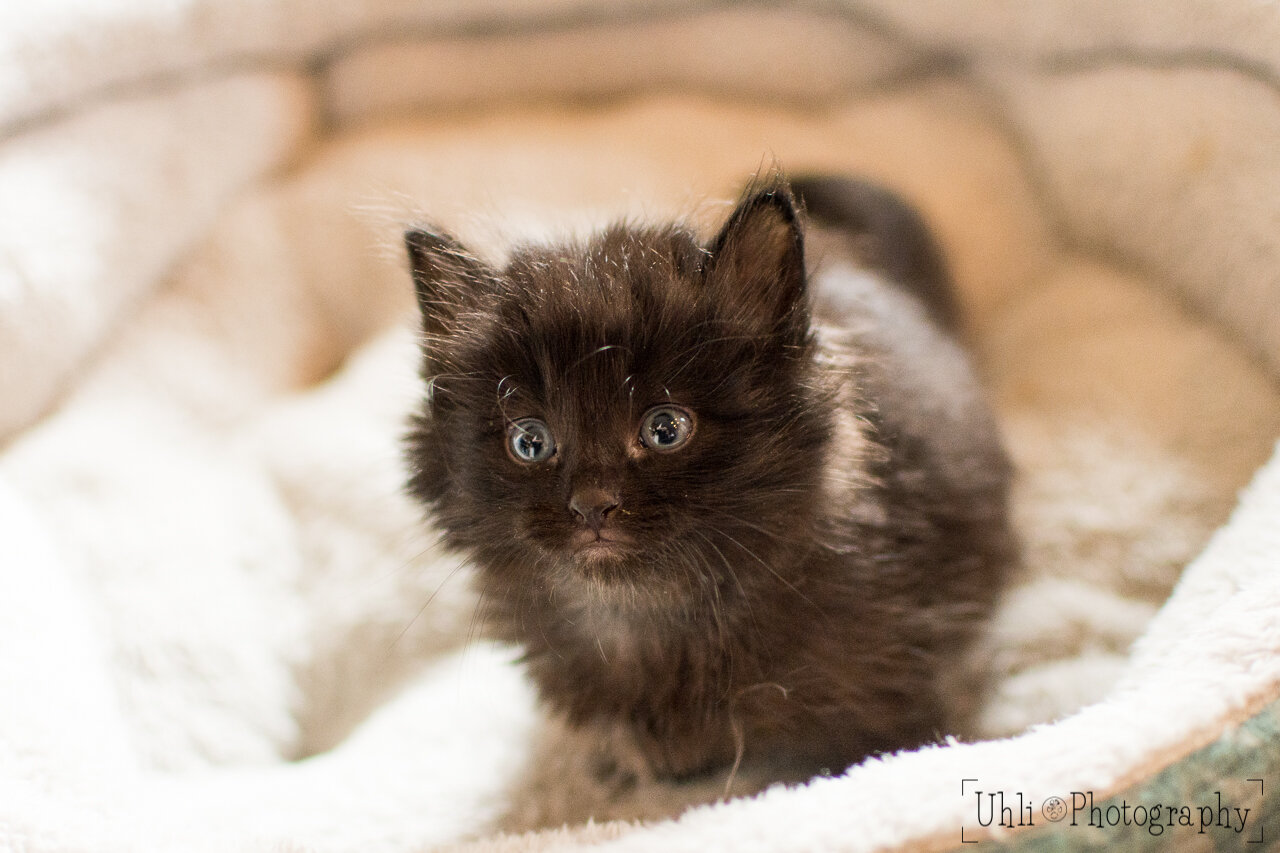 black_fluffy_kitten_portrait.jpg