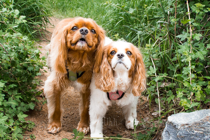 Cavalier_dog_photography.jpg