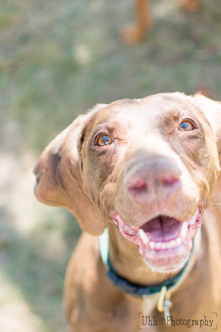 chocolate_vizsla_mix_smile_portrait_dog_colorado.jpg