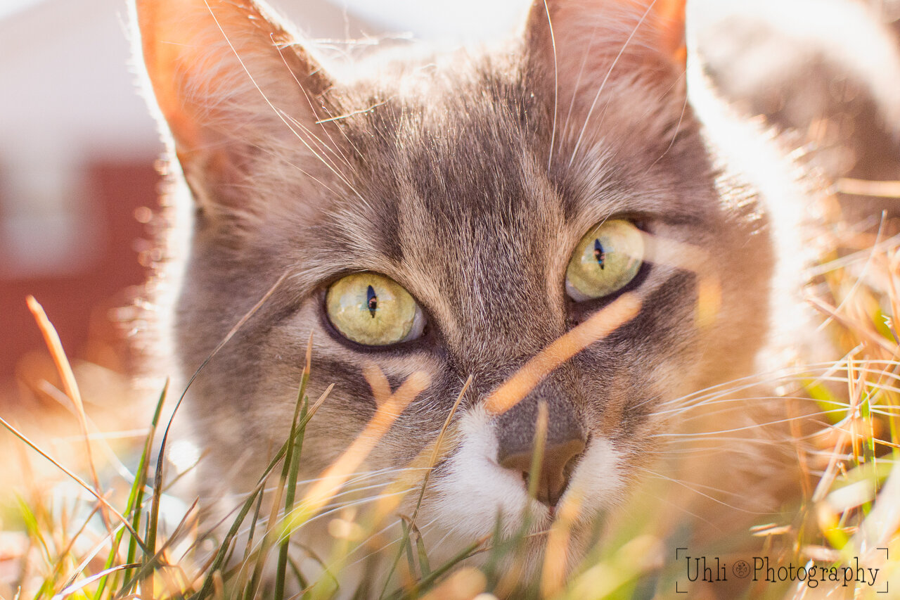 gray_tabby_cat_eyes_grass_portrait.jpg