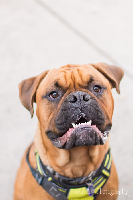 mastiff_mix_smile_underbite.jpg