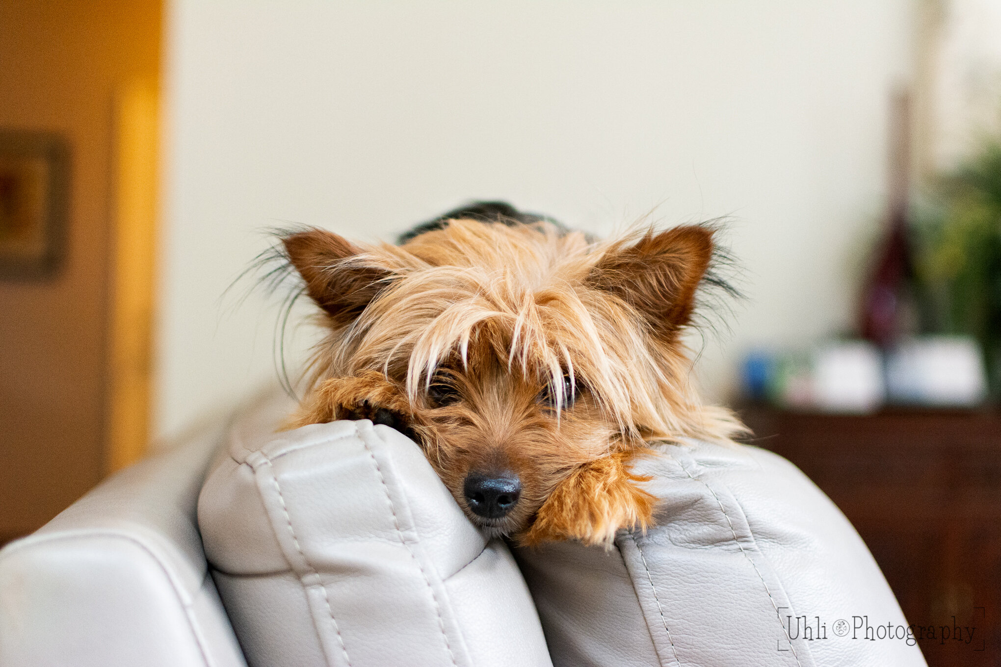 yorkie_mix_dog_portrait_pouting_couch.jpg