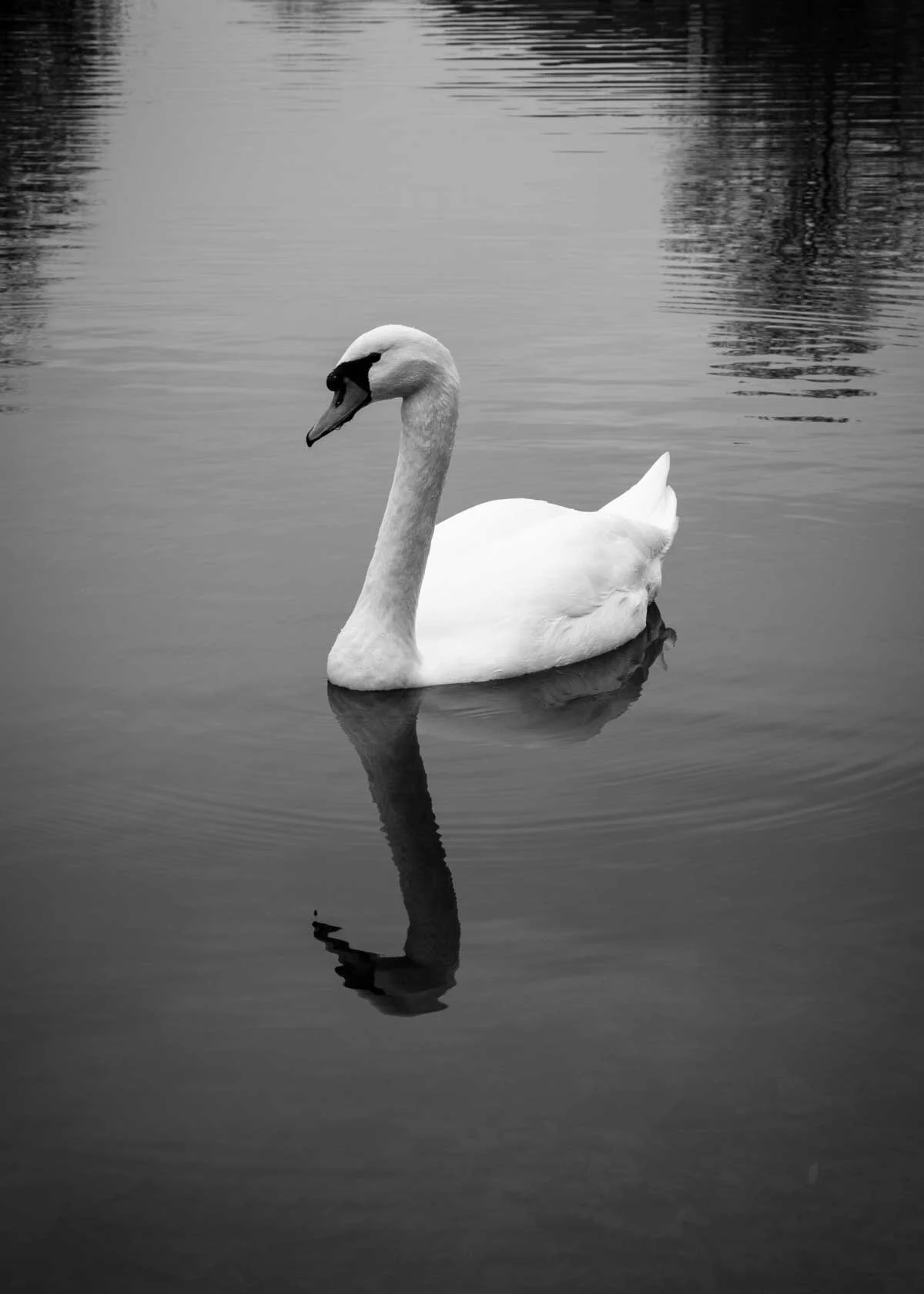 swan_small.jpg