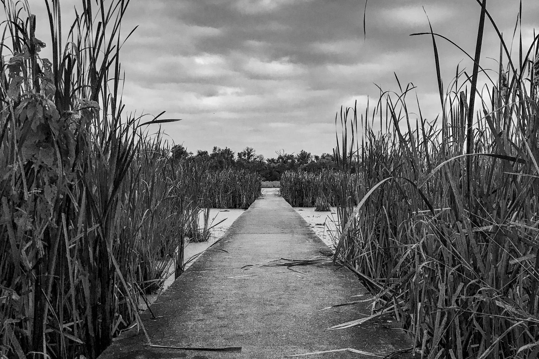 Steve-Hartman-Art-Watershed-Nature-Center-Horizontal.jpg