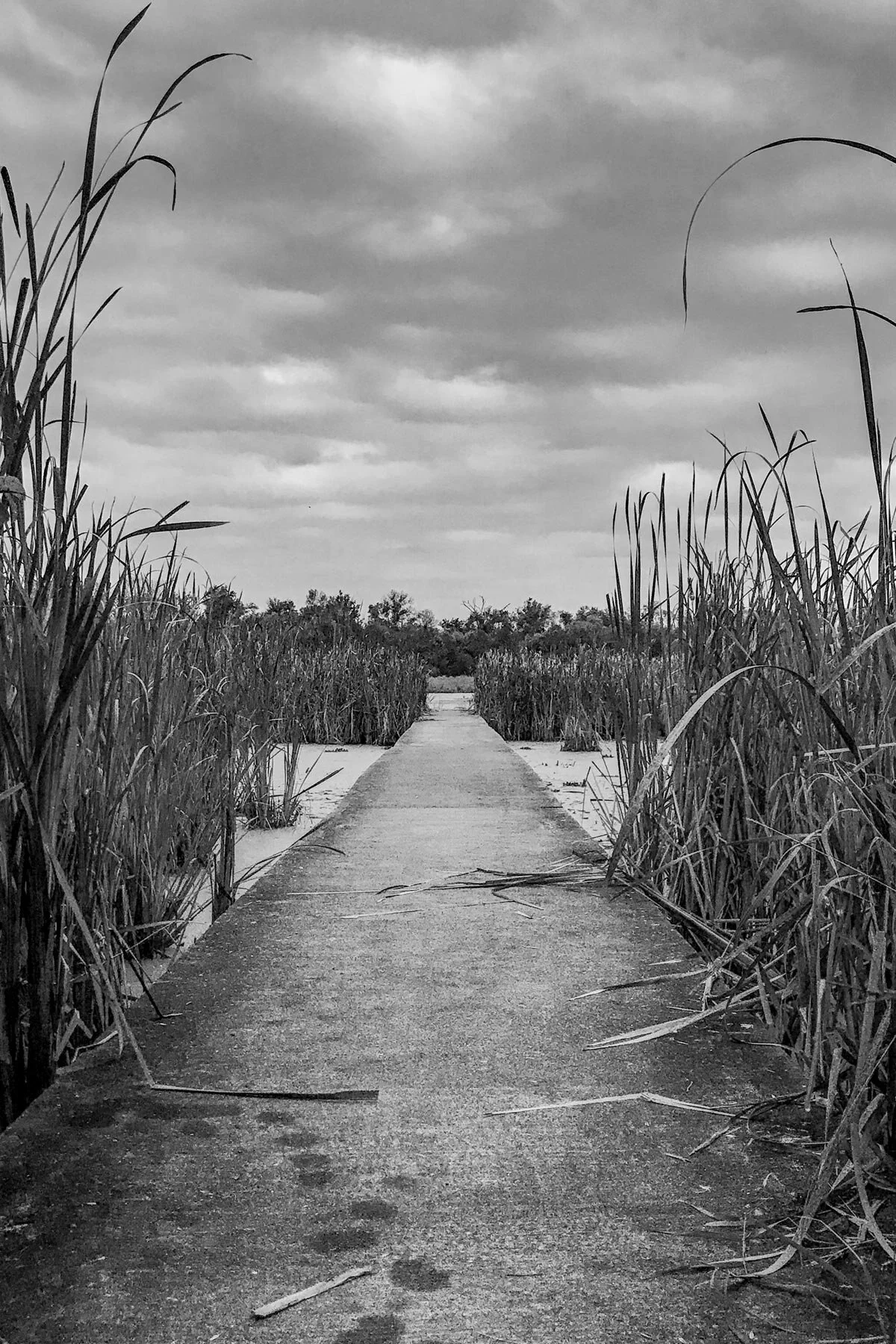 Steve-Hartman-Art-Watershed-Nature-Center-Vertical.jpg