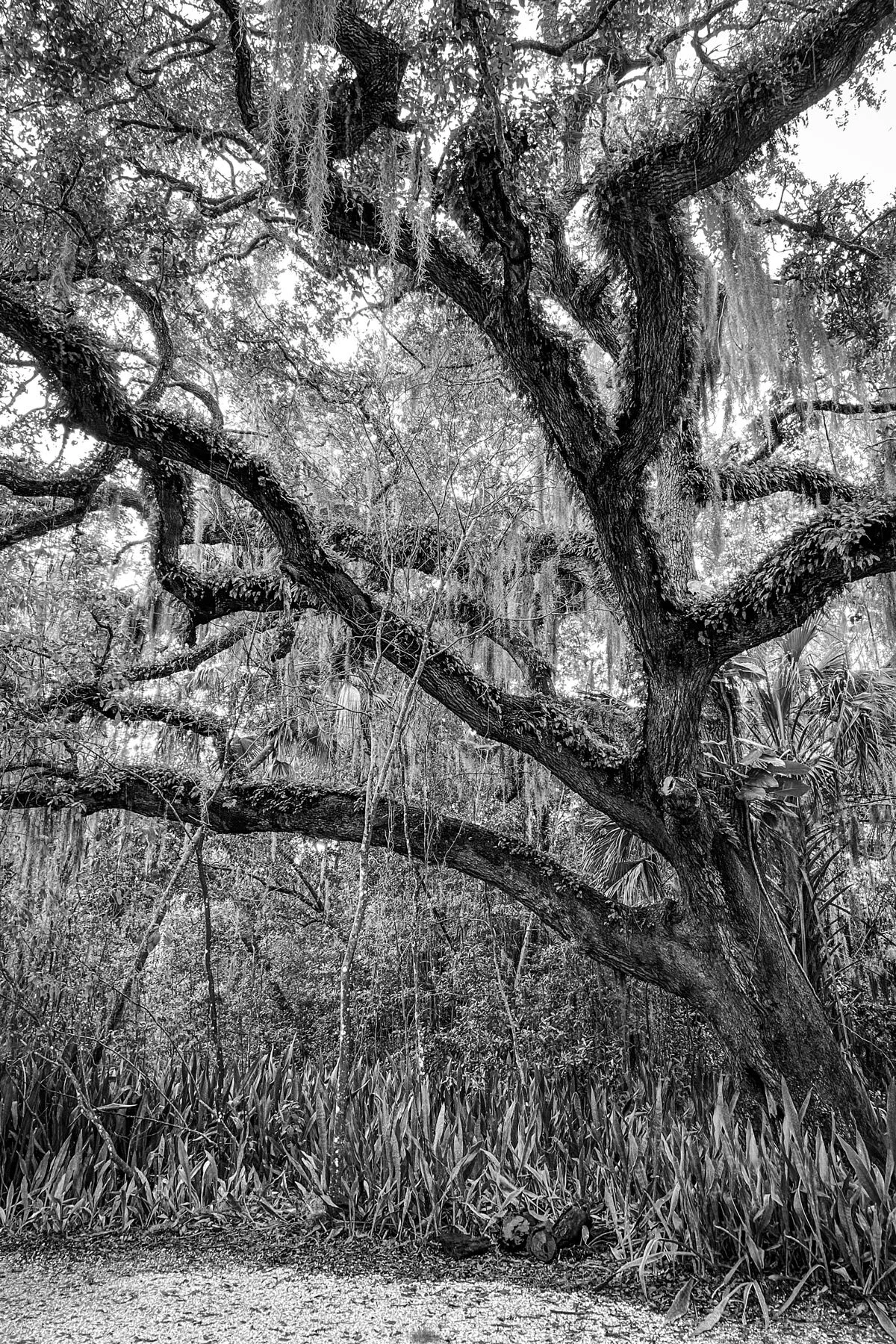 Emerson_Point_tree_1200.jpg