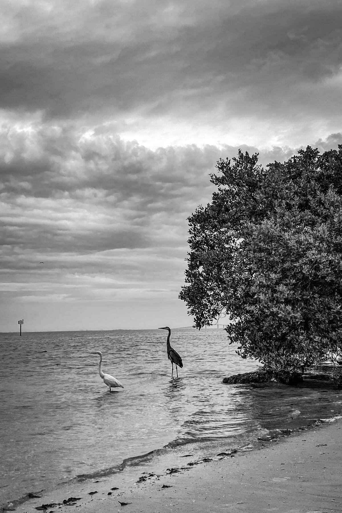 Emerson_Point_Cranes_1200.jpg