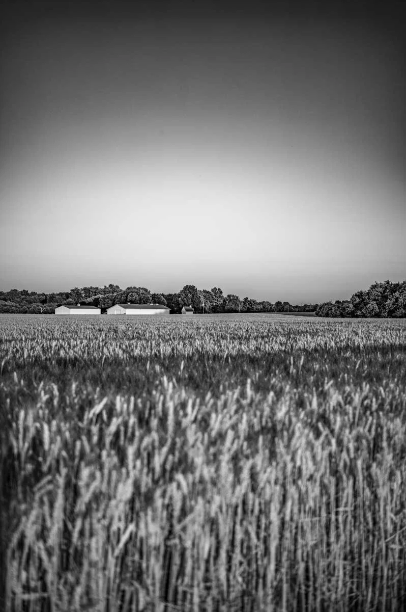 steve-hartman-art-Sunset-on-ridgeview-01.jpg