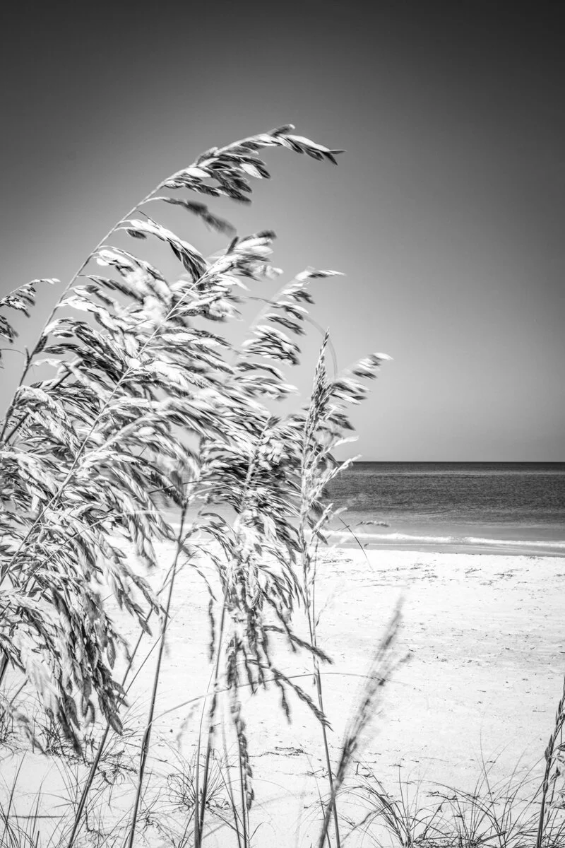 steve-hartman-art-long-boat-key-beach-grass.jpg