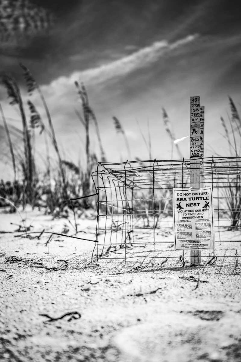 steve-hartman-art-long-boat-key-nesting-turtles.jpg