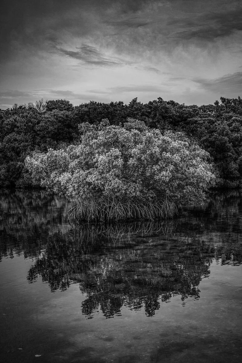 steve-hartman-art-Mangrove_Patch_Terra_Ceia_Bay.jpg