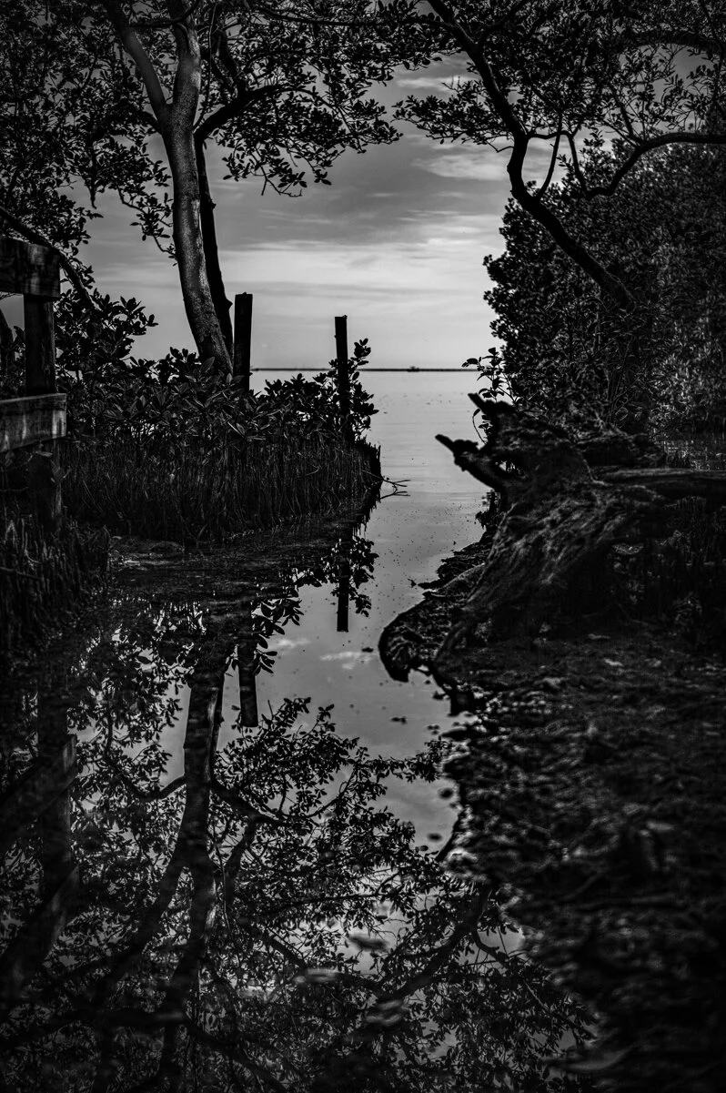 steve-hartman-art-emerson-point-preserve-mangrove-launch.jpg