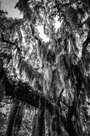Musings of a Biologist and Dog Lover: Crazy Plants: Spanish Moss