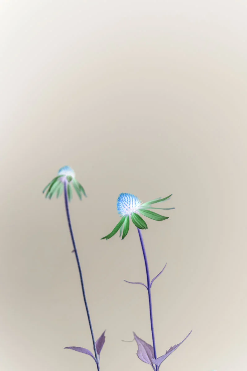 steve-hartman-art-purple-coneflower-reverse.jpg