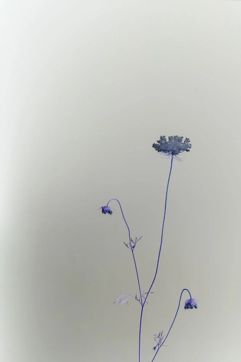 steve-hartman-art-white-wild-carrot-reverse.jpg