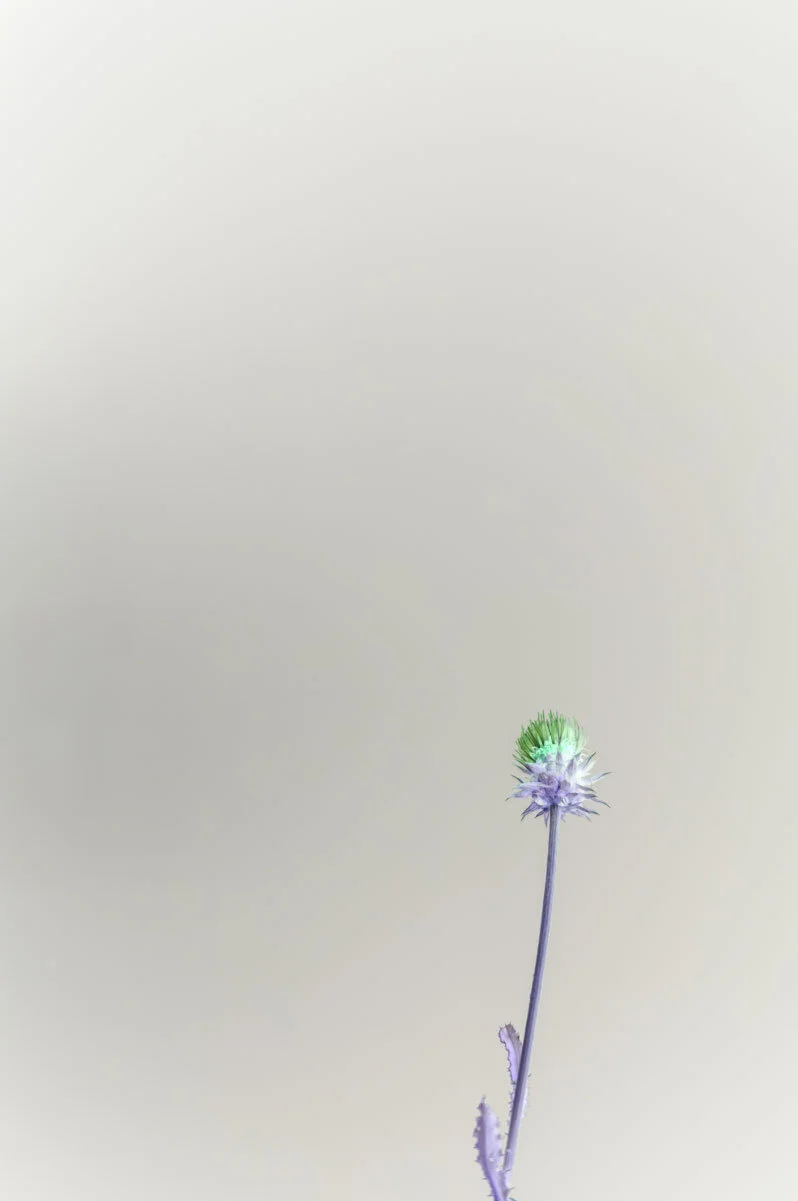 steve-hartman-art-purple-thistle-reverse.jpg