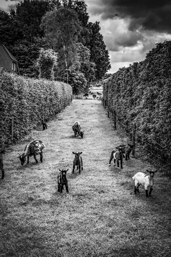 The-lambs-of-berghem-bw-steve-hartman-art-sharable.jpg