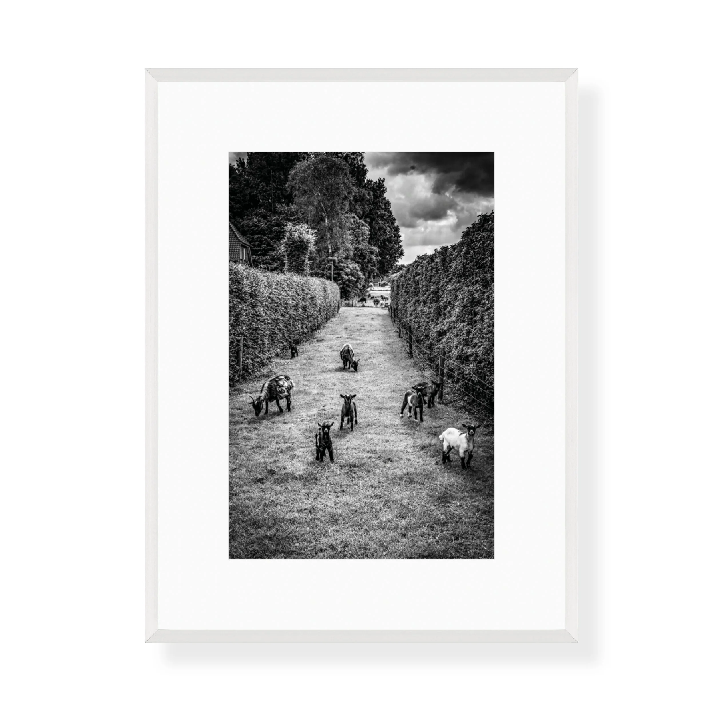 31art-gallery-show-framed-prints-steve-hartman.jpg