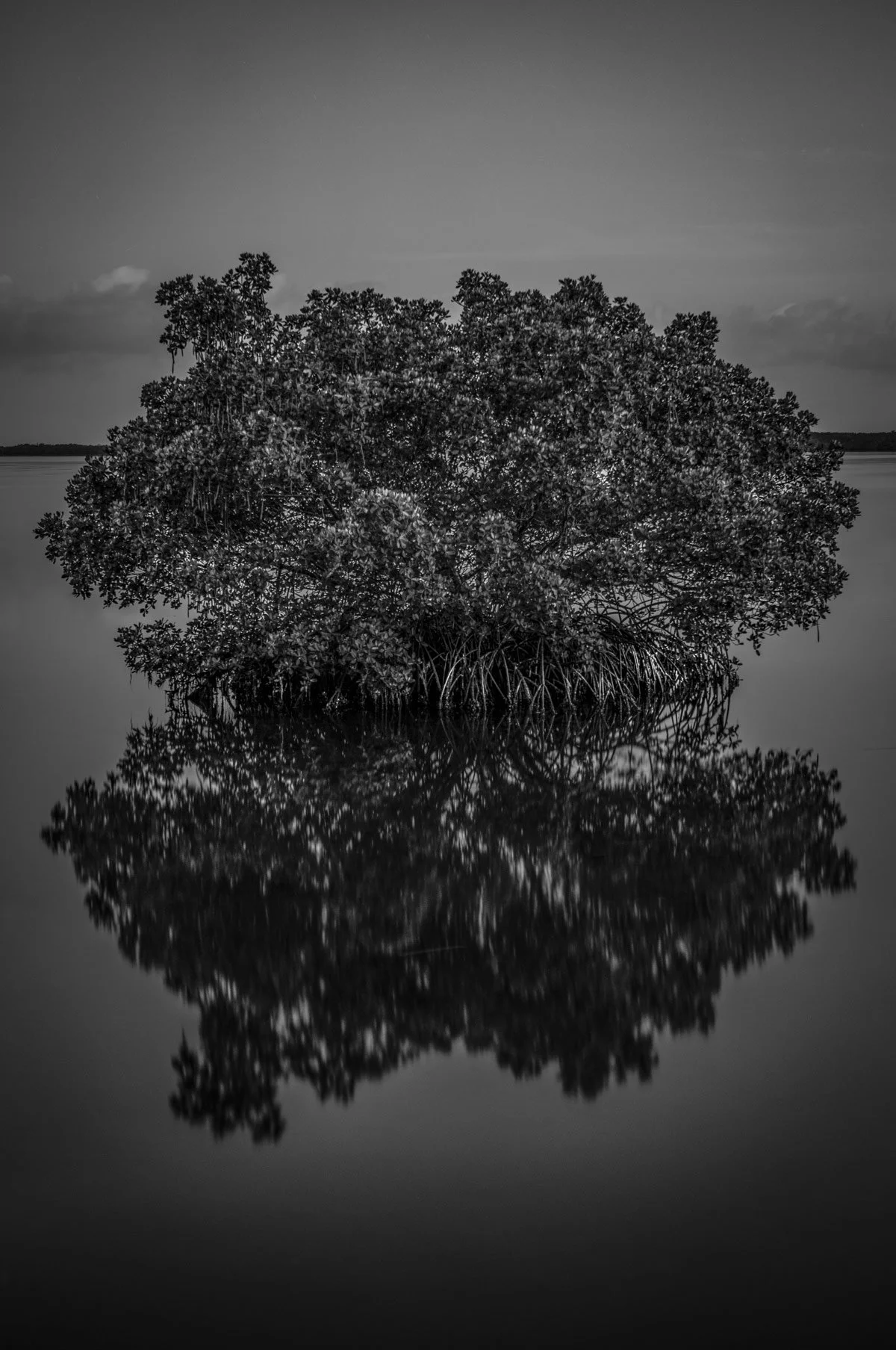 steve-hartman-art-mangrove-in-moonlight-sharable.jpg