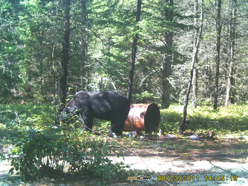 Bear Cam