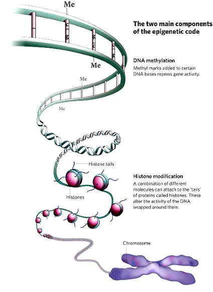 epigenetics.jpg